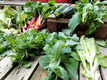 Das Foto zeigt mehrere soeben geerntete Blattgemüse und Salate